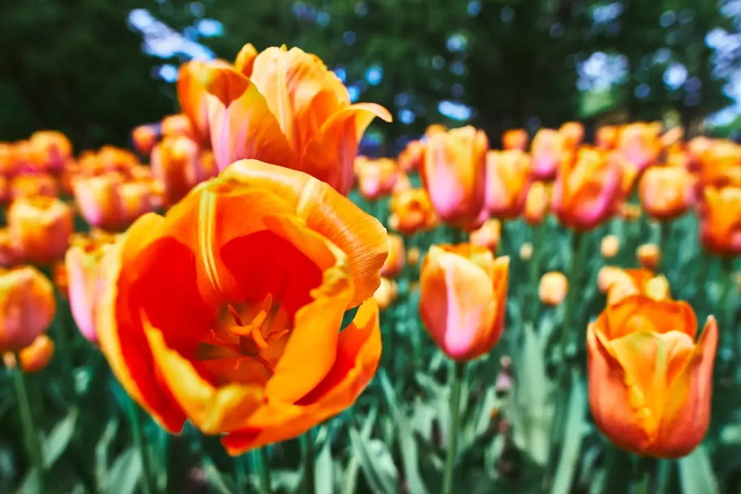 Besöka Keukenhof, Nederländerna och Keukenhof gardens illustration